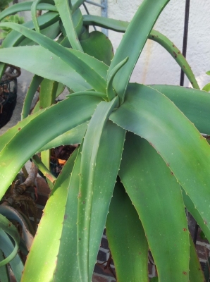 Aloe flexilifolia