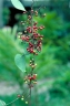 Stephania japonica