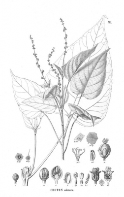 Croton salutaris