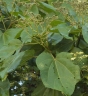 Heliocarpus americanus