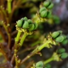 Lophanthera lactescens