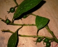 Styloceras laurifolium