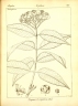 Syzygium pycnanthum