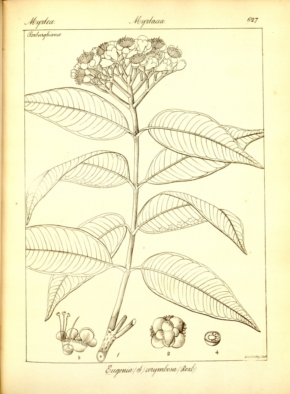 Syzygium pycnanthum