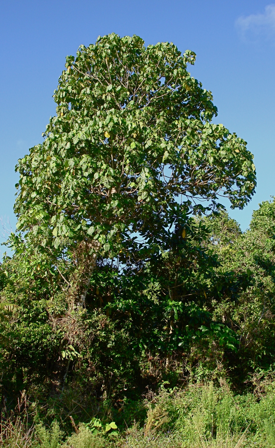 Macaranga thompsonii