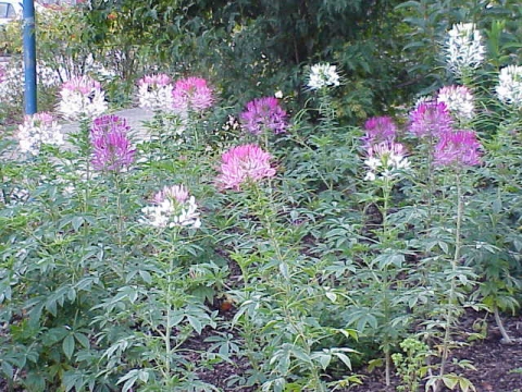 Cleome speciosa