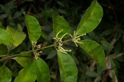 Lacmellea ramosissima