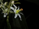 Trichospermum grewiifolium