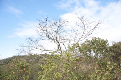 Ceiba aesculifolia