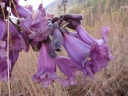 Jacaranda caroba