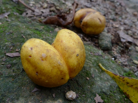 Ochrosia ackeringae