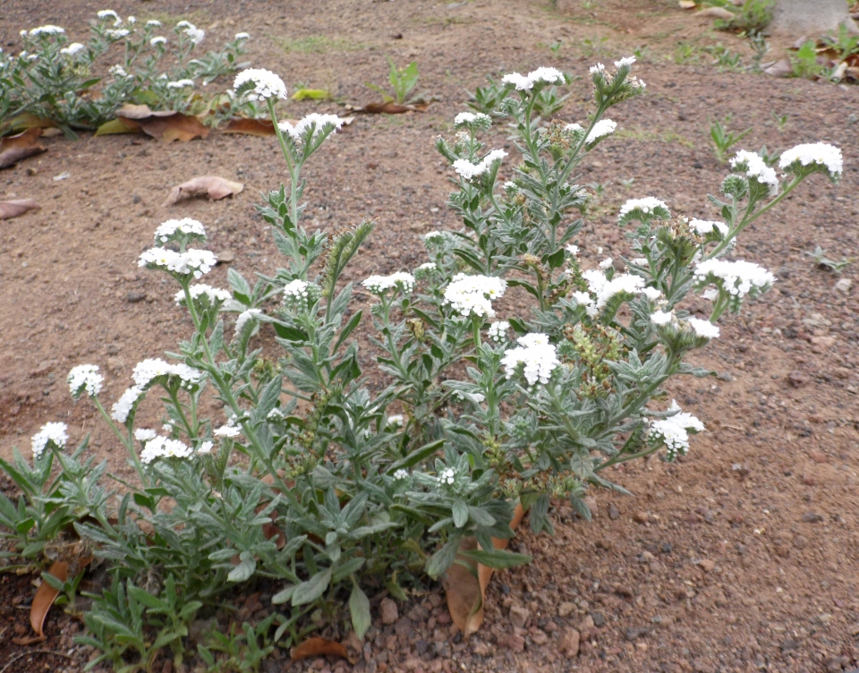 Heliotropium ramosissimum