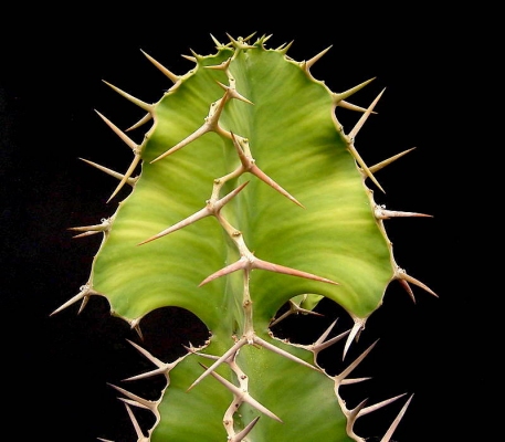 Euphorbia breviarticulata