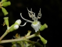 Miconia hondurensis