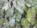 Philodendron imbe