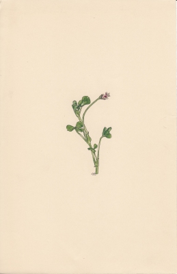 Trifolium amabile