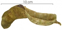 Zygia latifolia
