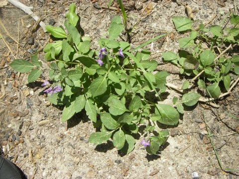 Solanum stoloniferum