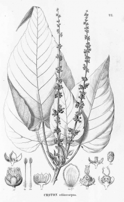 Croton verrucosus