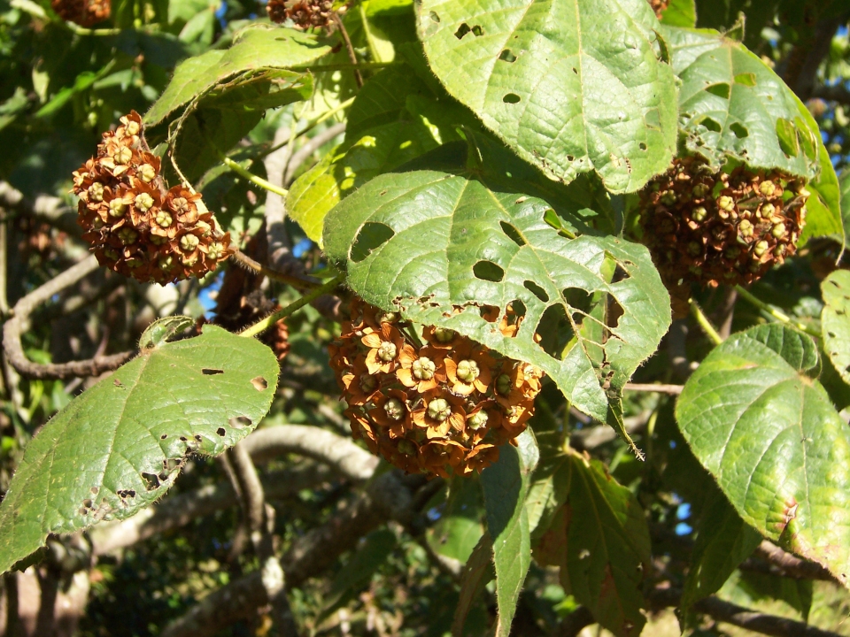 Dombeya pilosa