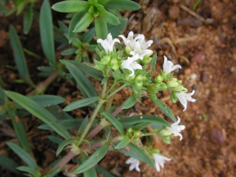 Oldenlandia umbellata