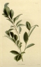 Eurya chinensis