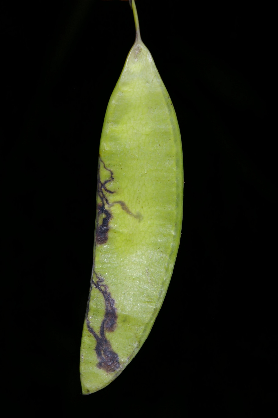 Dalbergia spruceana
