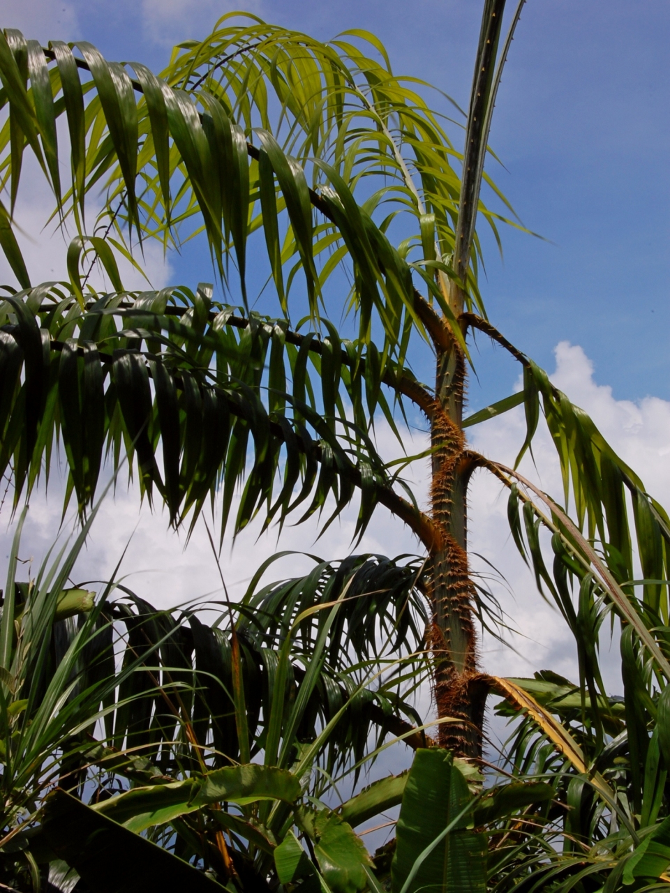 Plectocomia elongata