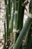 Bambusa burmanica