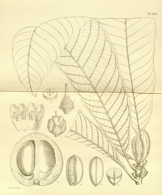 Pouteria guianensis