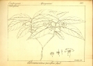 Tabernaemontana pauciflora