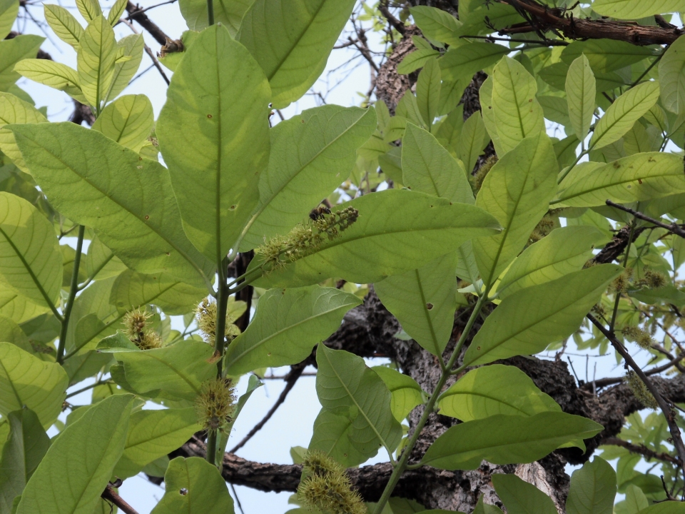 Combretum psidioides