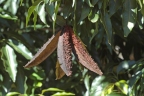 Flindersia pimenteliana