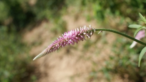 Hermbstaedtia scabra