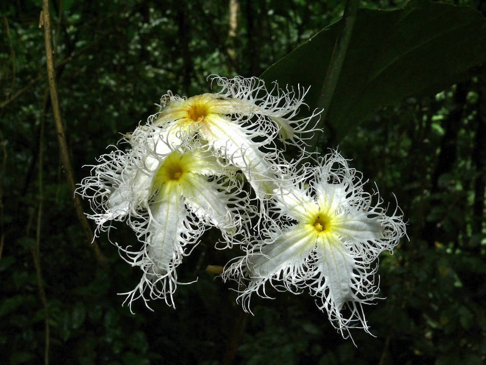 Trichosanthes cucumerina anguina