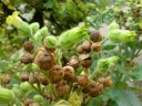 Nicotiana rustica