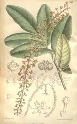 Pilocarpus jaborandi