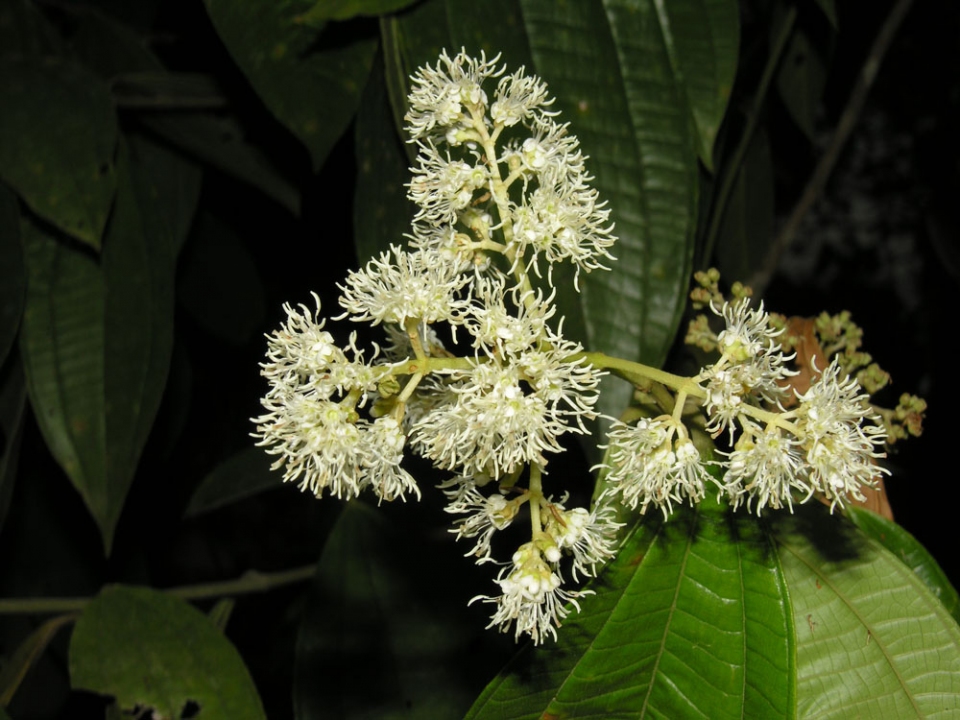 Miconia affinis