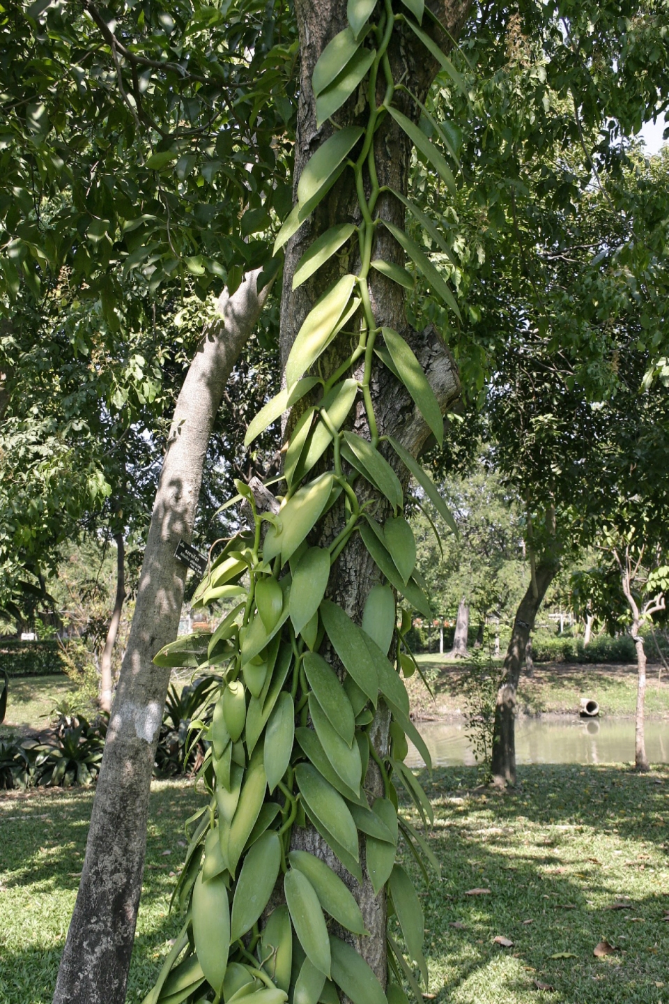 Vanilla planifolia