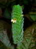 Fittonia albivenis