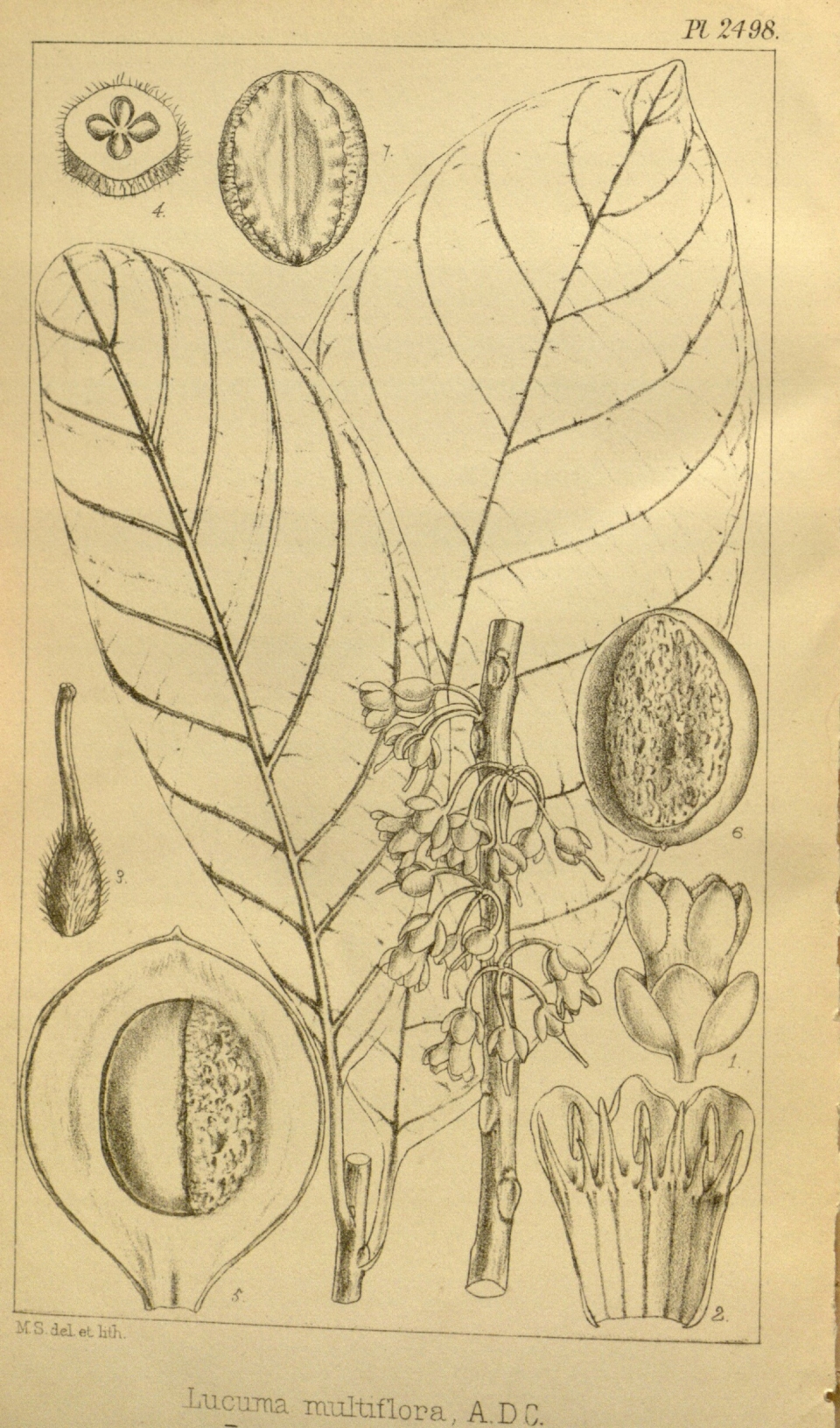 Pouteria multiflora