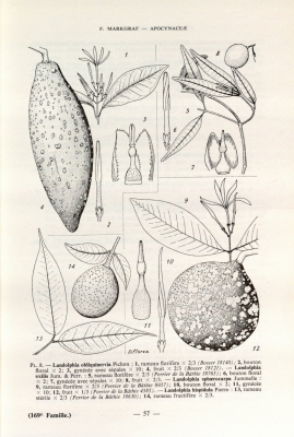 Landolphia hispidula