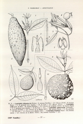 Landolphia obliquinervia