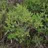 Campomanesia adamantium