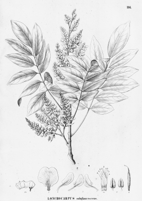 Lonchocarpus subglaucescens