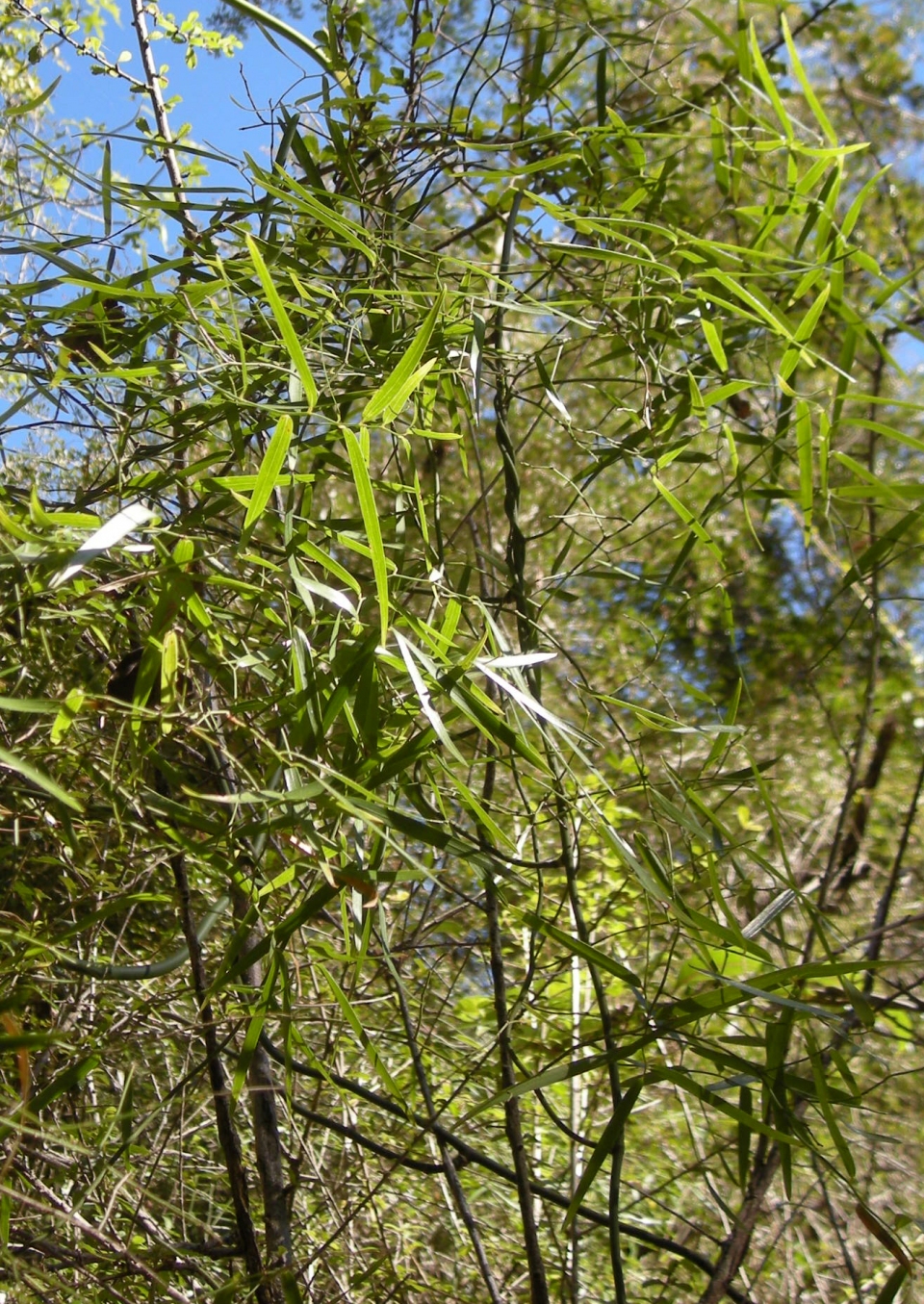 Geitonoplesium cymosum