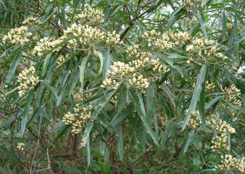 Gymnanthemum pectorale