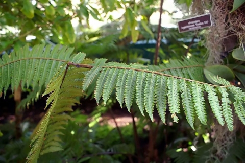 Cyathea mexicana