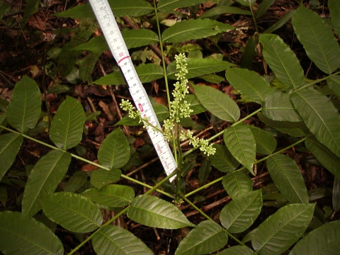 Zanthoxylum deremense