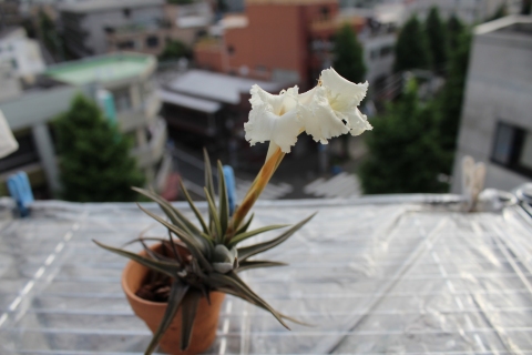 Tillandsia xiphioides